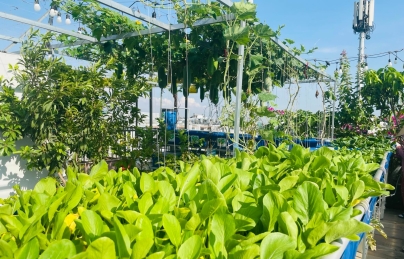 Trồng rau thời giãn cách